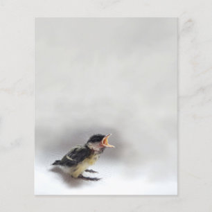 Tidi my Bird the Parus Major