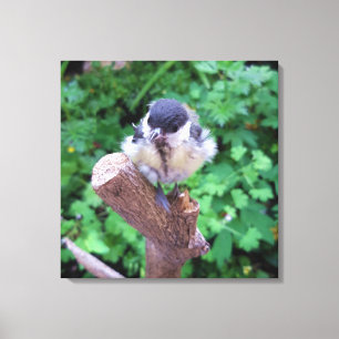 Tidi my Bird the Parus Major Canvas Print