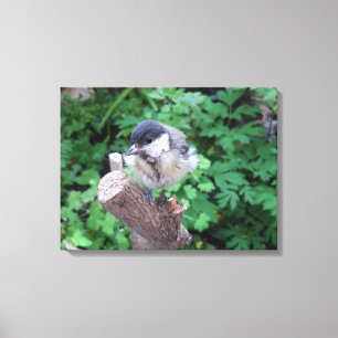 Tidi my Bird the Parus Major Canvas Print