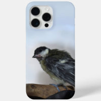 Tidi my Bird the Parus Major