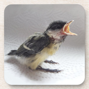 Tidi my Bird the Parus Major Coaster