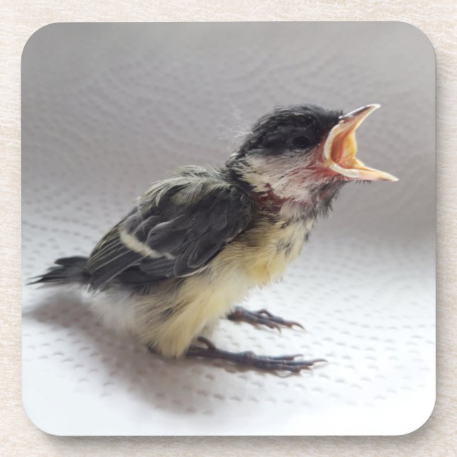 Tidi my Bird the Parus Major Coaster (Front)