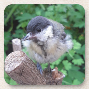 Tidi my Bird the Parus Major Coaster