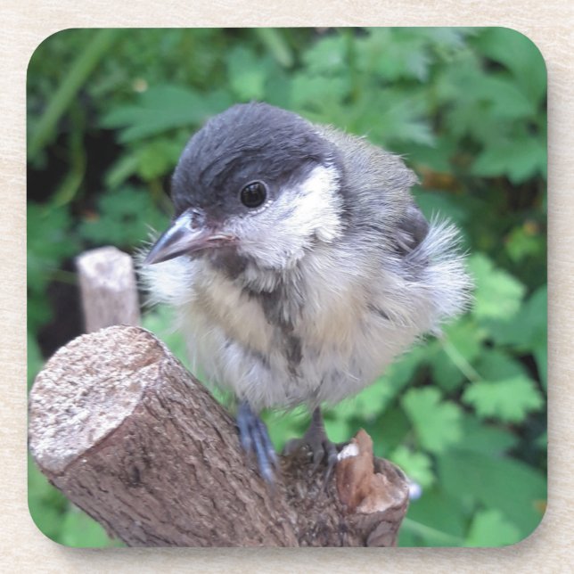 Tidi my Bird the Parus Major Coaster (Front)