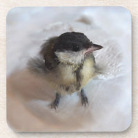 Tidi my Bird the Parus Major