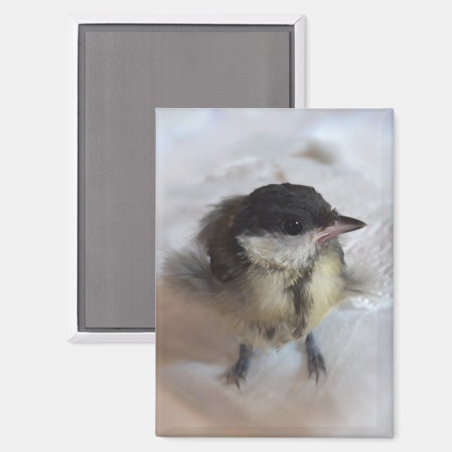 Tidi my Bird the Parus Major Magnet (Front/Back)