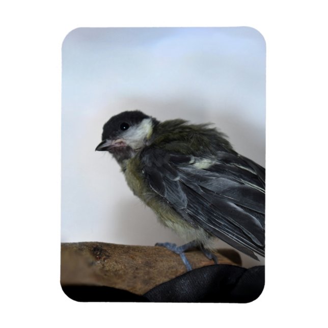 Tidi my Bird the Parus Major Magnet (Vertical)