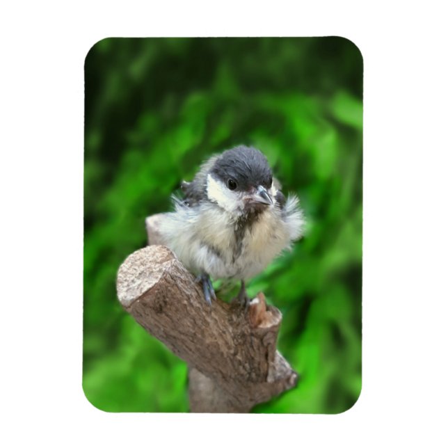 Tidi my Bird the Parus Major Magnet (Vertical)