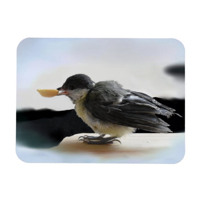 Tidi my Bird the Parus Major Magnet (Horizontal)
