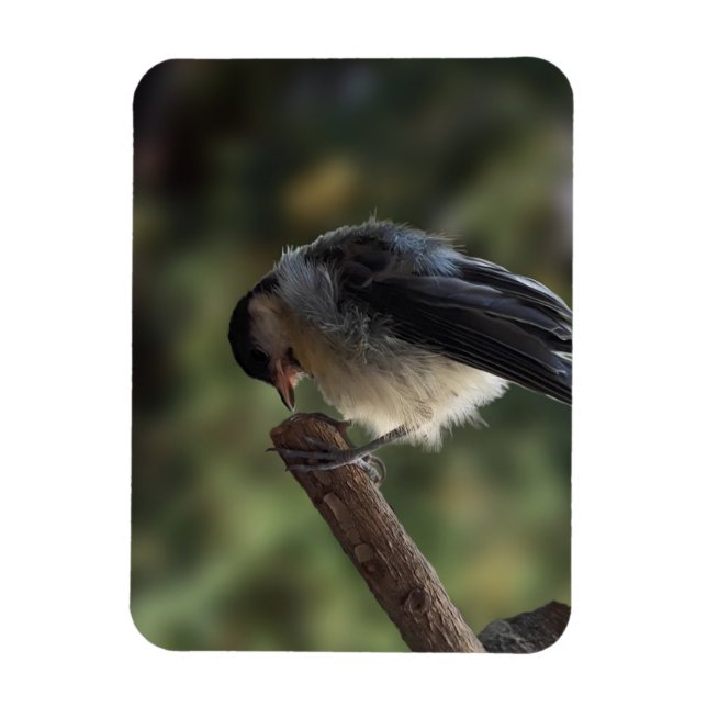 Tidi my Bird the Parus Major Magnet (Vertical)
