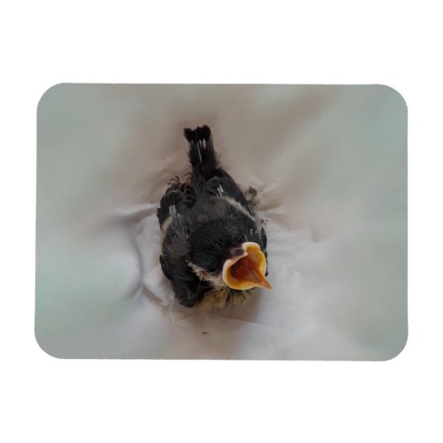 Tidi my Bird the Parus Major Magnet (Horizontal)