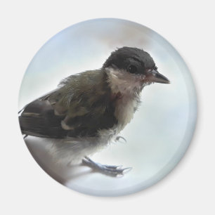 Tidi my Bird the Parus Major Magnet