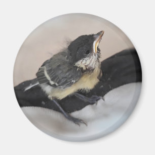Tidi my Bird the Parus Major Magnet