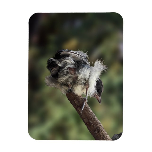 Tidi my Bird the Parus Major Magnet (Vertical)