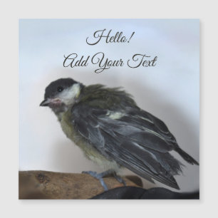 Tidi my Bird the Parus Major Magnetic Card