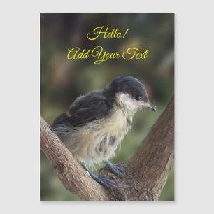 Tidi my Bird the Parus Major Magnetic Card