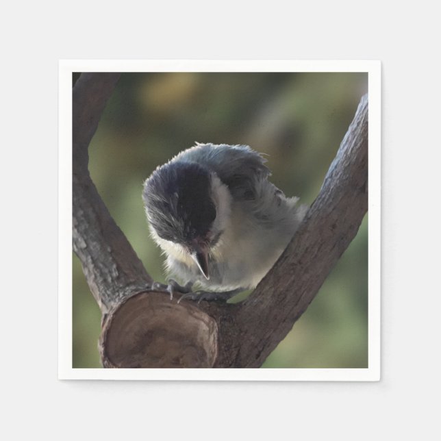 Tidi my Bird the Parus Major Napkin (Front)