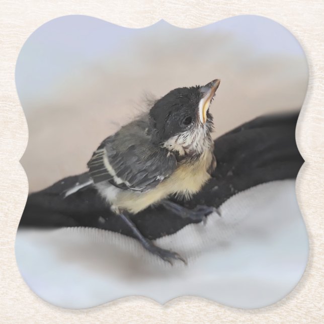 Tidi my Bird the Parus Major Paper Coaster (Front)