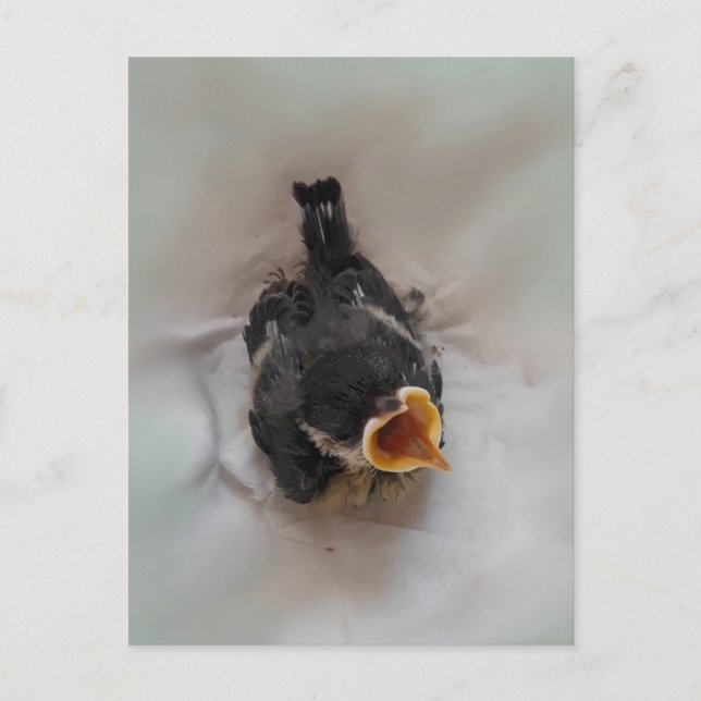 Tidi my Bird the Parus Major Postcard (Front)