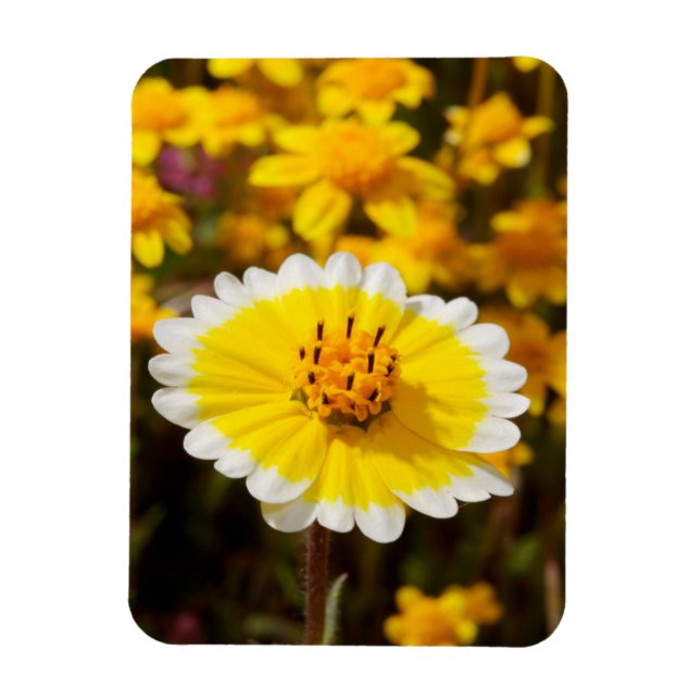Tidy Tip Wildflowers Magnet (Vertical)