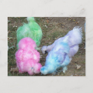 Tie Dyed Silkie Chickens in Pastel Easter Colours Holiday Postcard