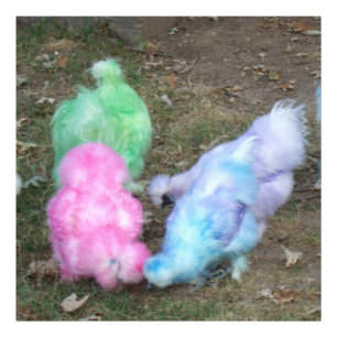 Tie Dyed Silkie Chickens in Pastel Easter Colours Photo Print