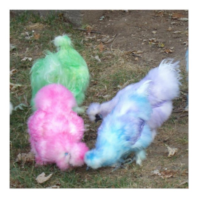 Tie Dyed Silkie Chickens in Pastel Easter Colours Photo Print (Front)
