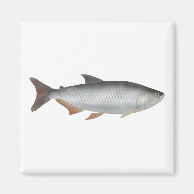 Tiete tetra magnet (Front)