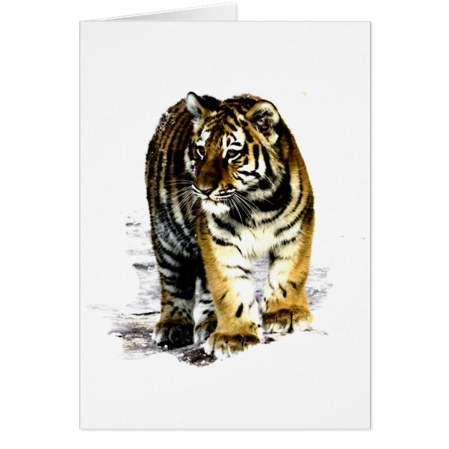 Tiger (Front)
