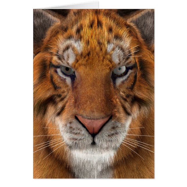 Tiger (Front)
