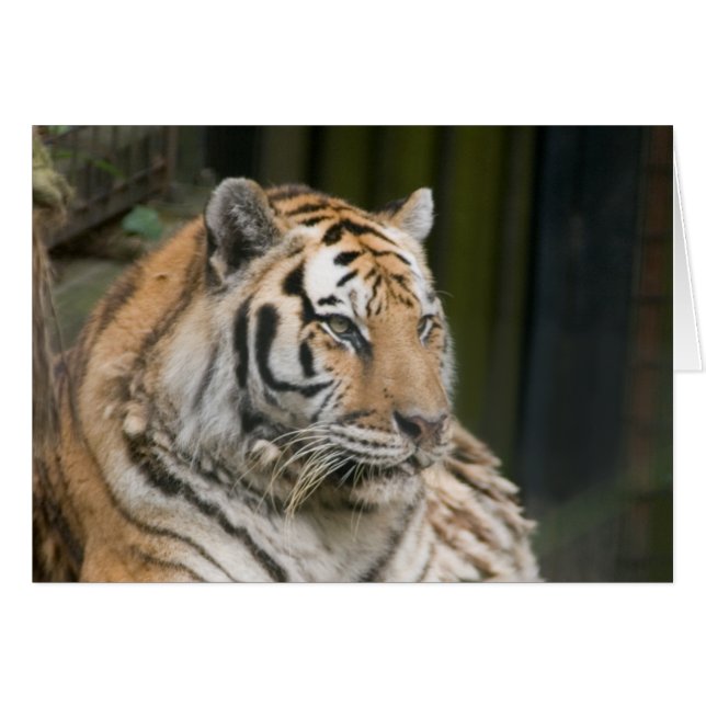 Tiger (Front Horizontal)