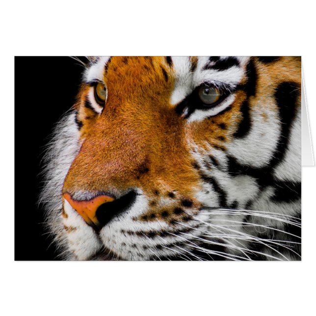 Tiger (Front Horizontal)