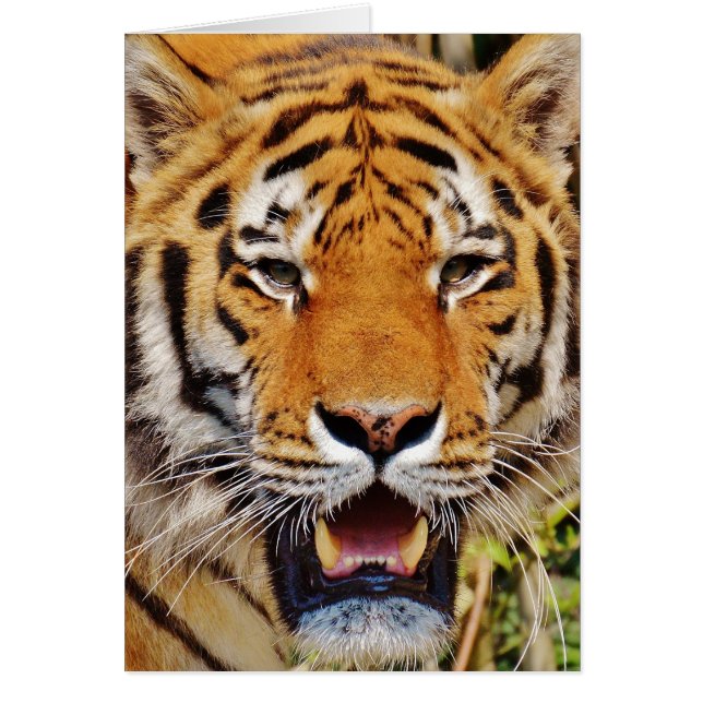 Tiger (Front)