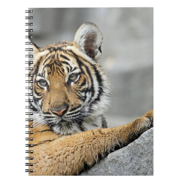 Tiger017 Notebook (Front)