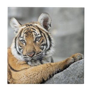 Tiger017 Tile