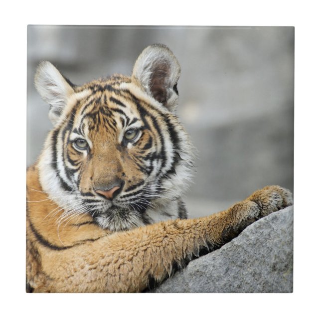 Tiger017 Tile (Front)