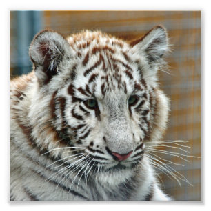 Tiger20151001 Photo Print