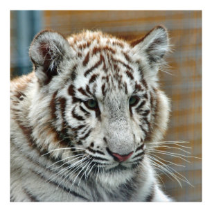 Tiger20151001 Photo Print