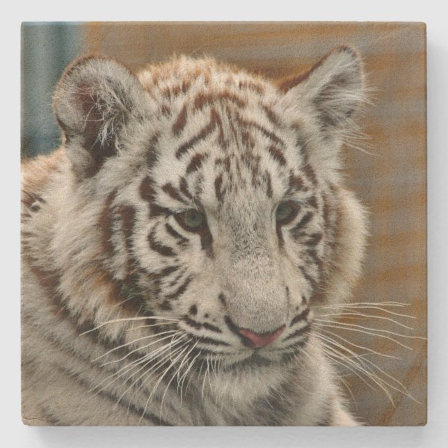 Tiger20151001 Stone Coaster (Front)