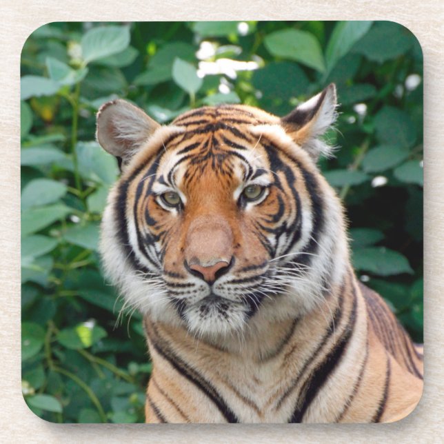 Tiger 001 coaster (Front)
