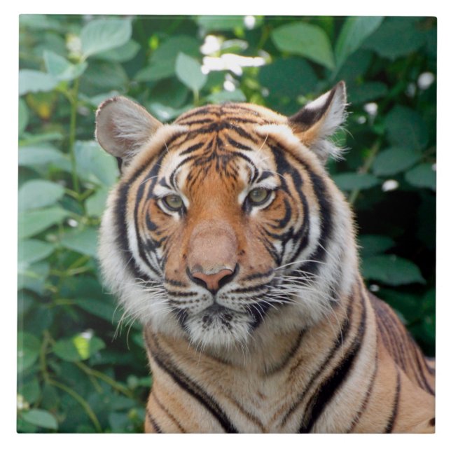 Tiger 001 tile (Front)