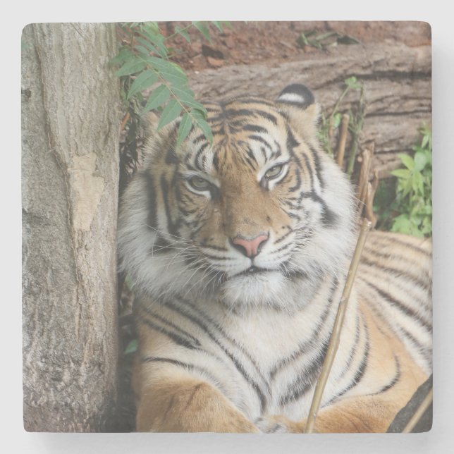 Tiger 005 stone coaster (Front)