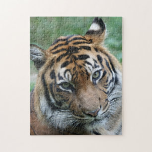 Tiger 012 jigsaw puzzle