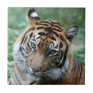 Tiger 013 tile