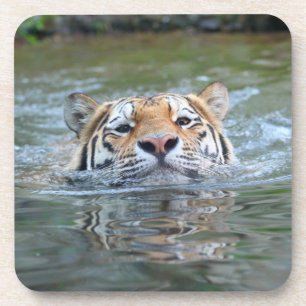 Tiger 028 coaster