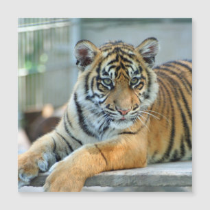 Tiger 034