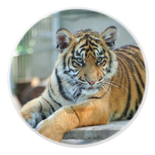 Tiger 034 ceramic knob