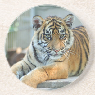 Tiger 034 coaster