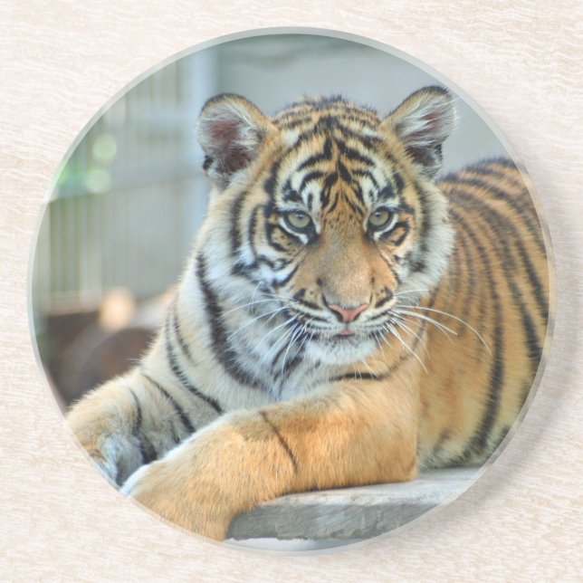 Tiger 034 coaster (Front)