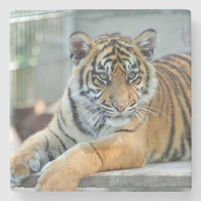 Tiger 034 stone coaster (Front)